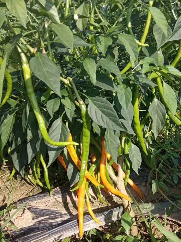 'Yellow La Mei' Long Chili Peppers