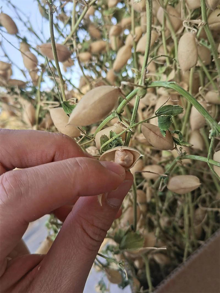 Kabuli Chickpea