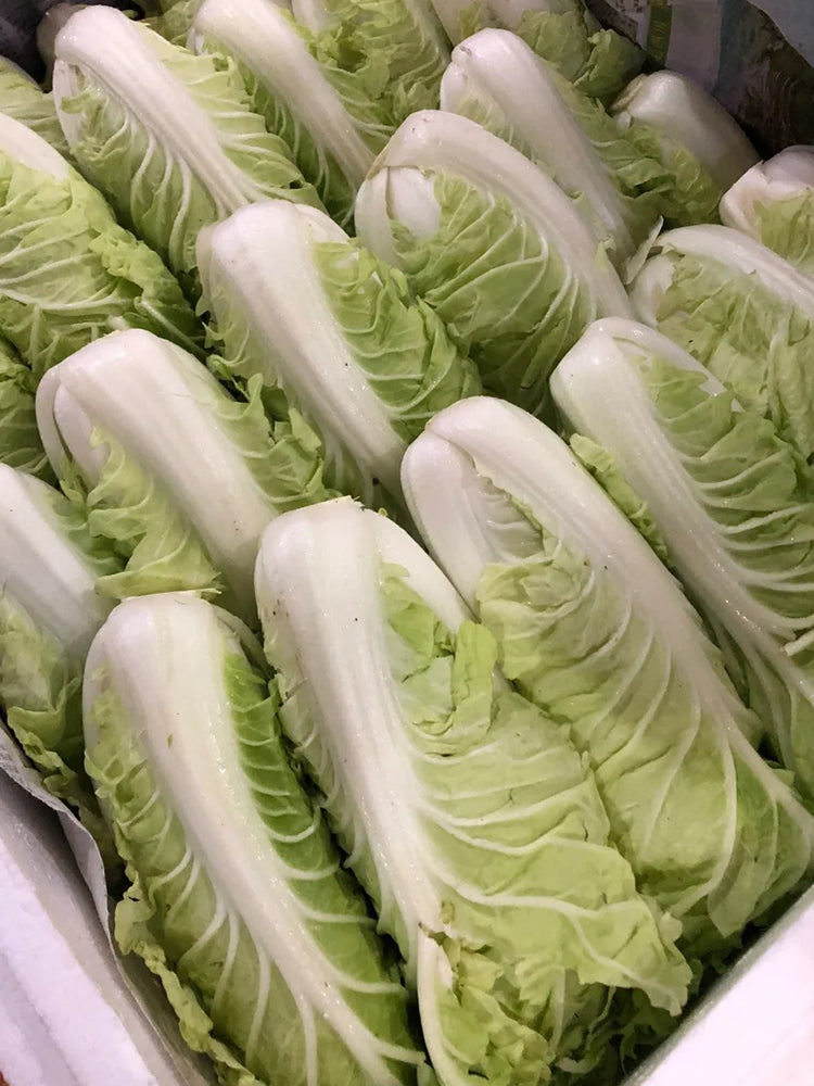 Golden Summer Crown Cabbage