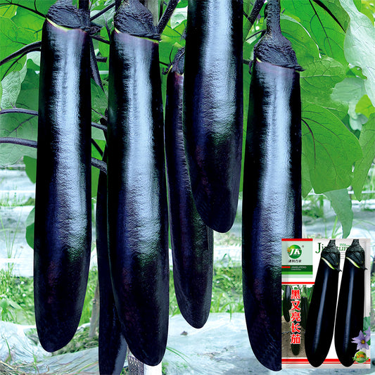 5 Bags (400 Seeds/Bag) of 'Glossy Black' Long Eggplant Seeds