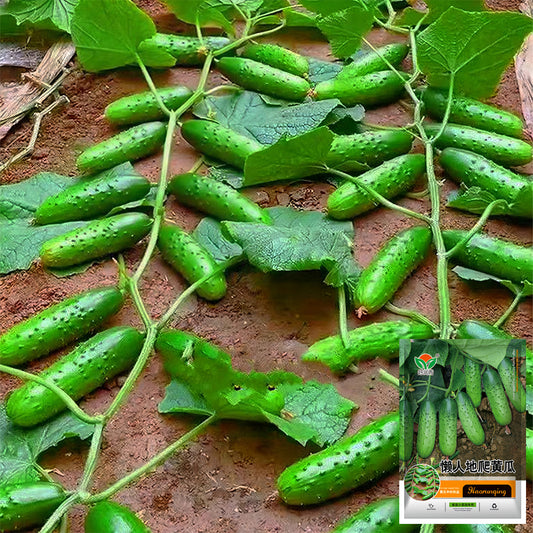 Lazy Gardener's Delight: 5 Bags (60 Seeds/Bag) No-Stake Climbing Cucumbers