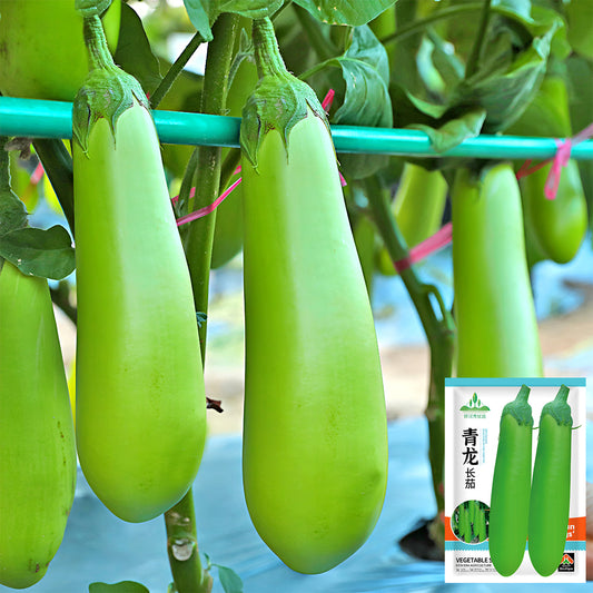 5 Bags (100 Seeds/Bag) of 'Green Dragon' Long Eggplant Seeds