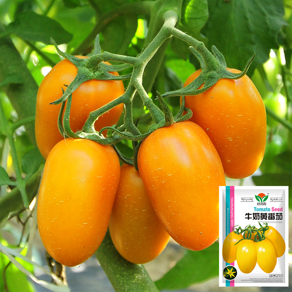 Sunshine Symphony: 5 Bags (200 Seeds/Bag) of 'Radiant Gold' Yellow Tomato Seeds