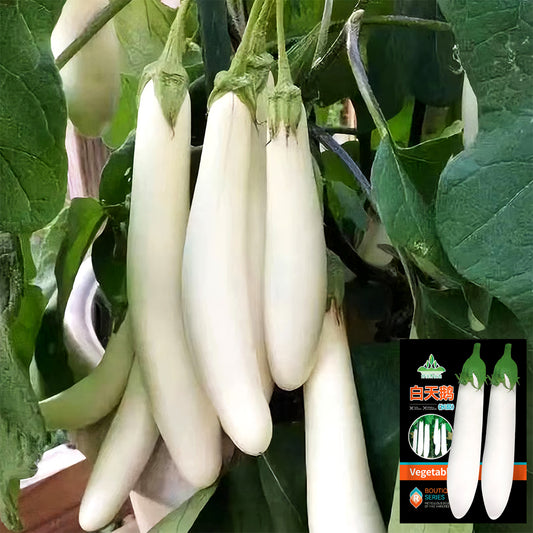 5 Bags (300 Seeds/Bag) of White Long Eggplant Seeds