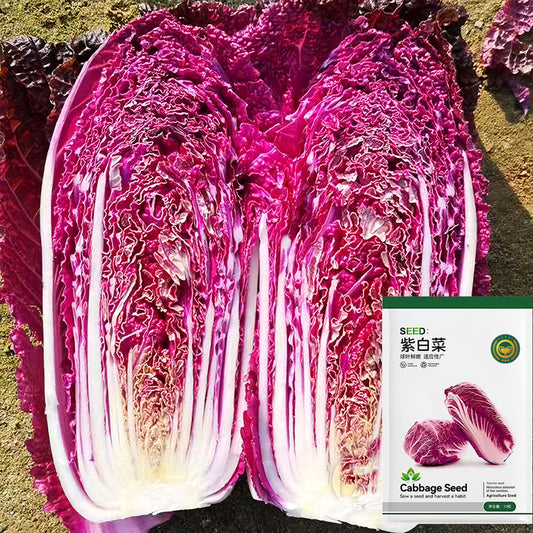 Jingyan® Red Napa Cabbage Seeds