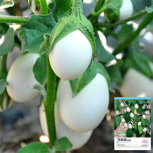 5 Bags (100 Seeds/Bag) of 'White Baby' Round Eggplant Seeds