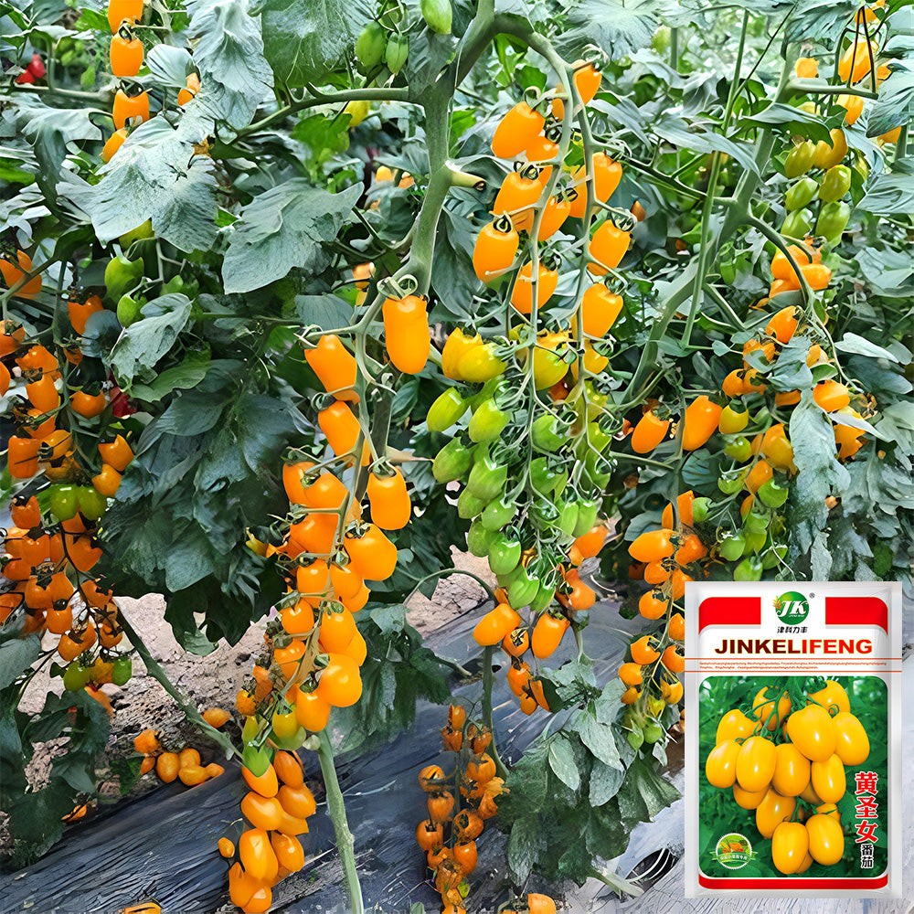 Glowing Gold: 5 Bags (200 Seeds / Bag) of 'Yellow Saint' Cherry Tomatoes
