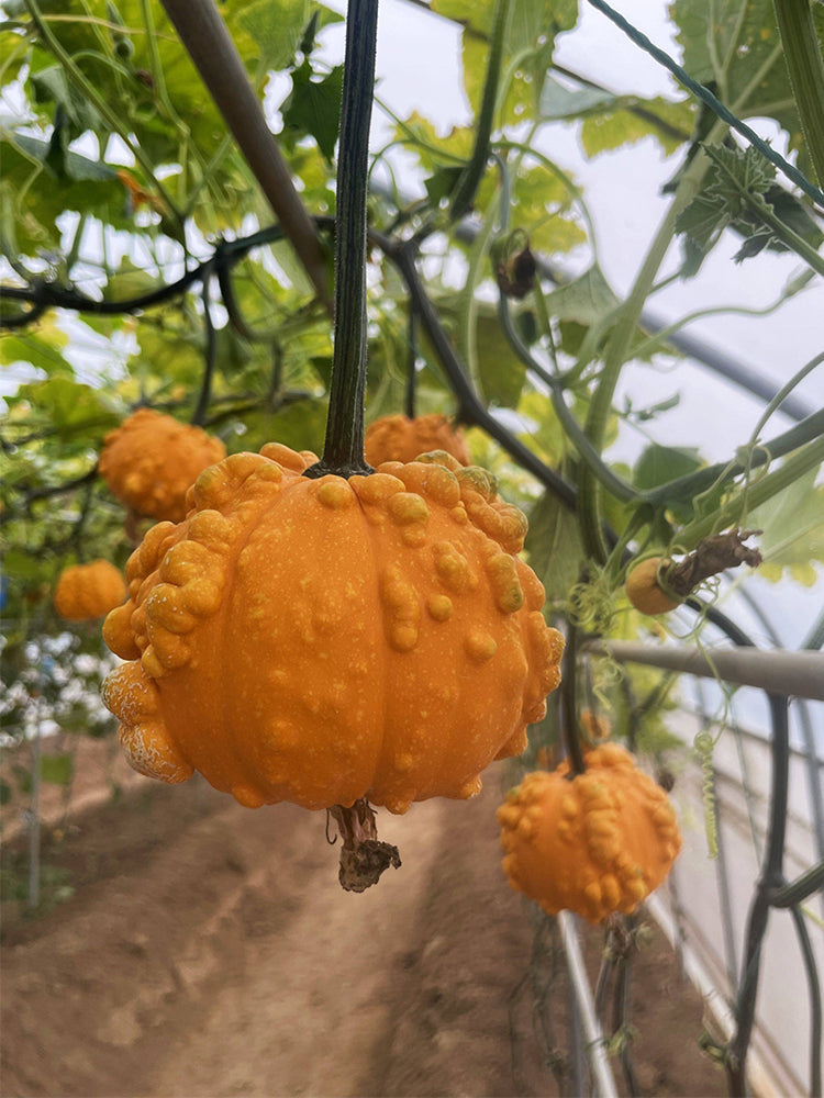 Hezhichun Decorative Pumpkin Seed Mix