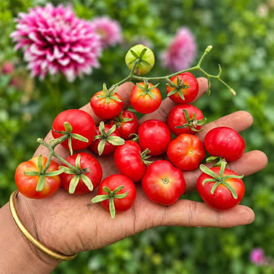 299 Microdwarf Miri Miri Tomato