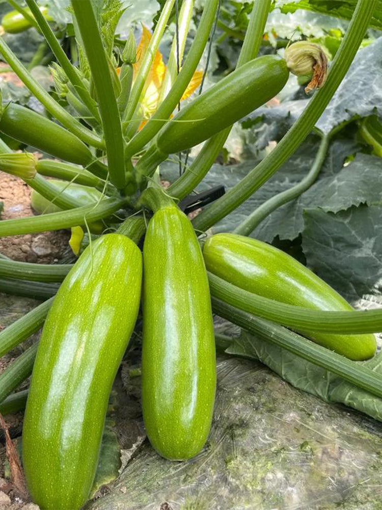 'Zaoqing No.1' Zucchini