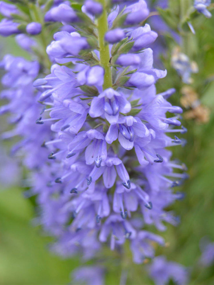 Hezhichun Spiked Speedwell