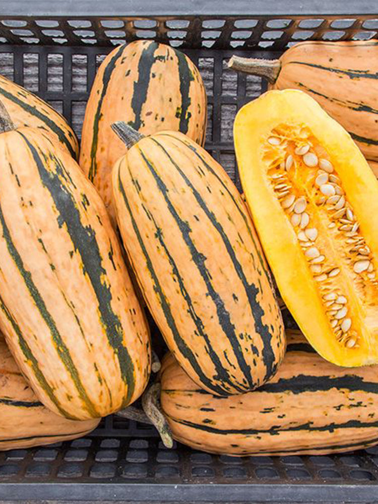 Honey Boat Squash