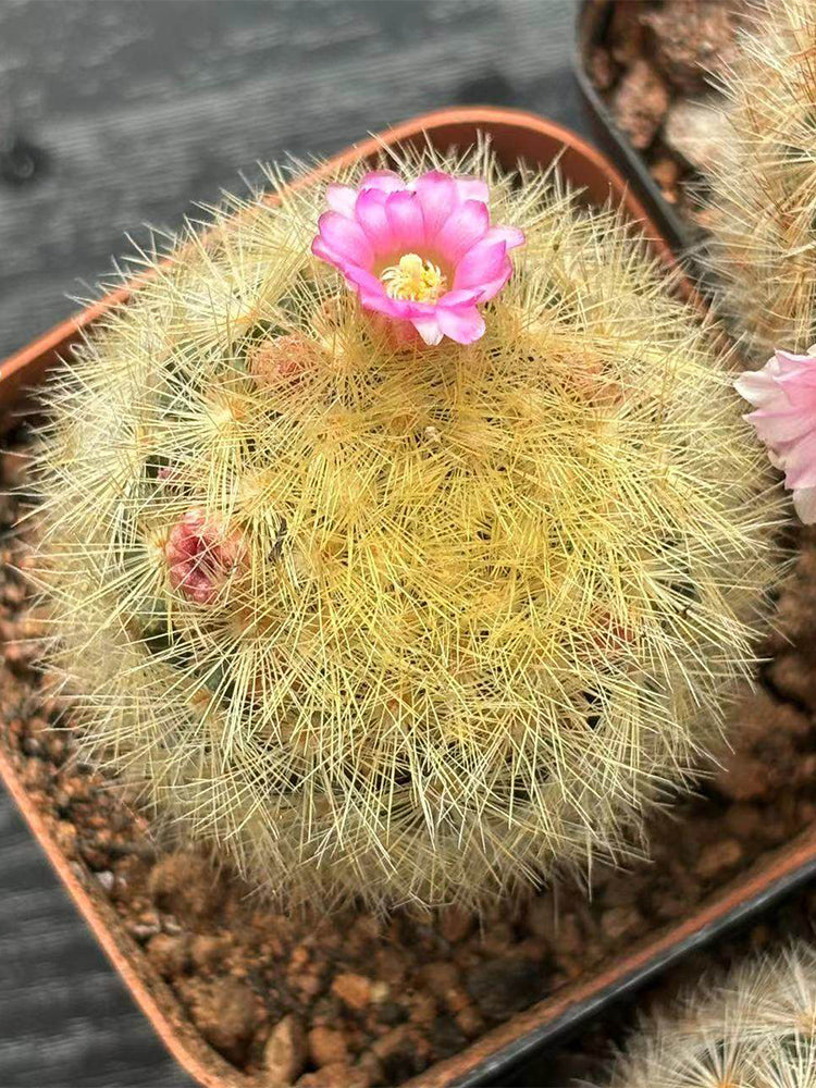 Mammillaria carmenae