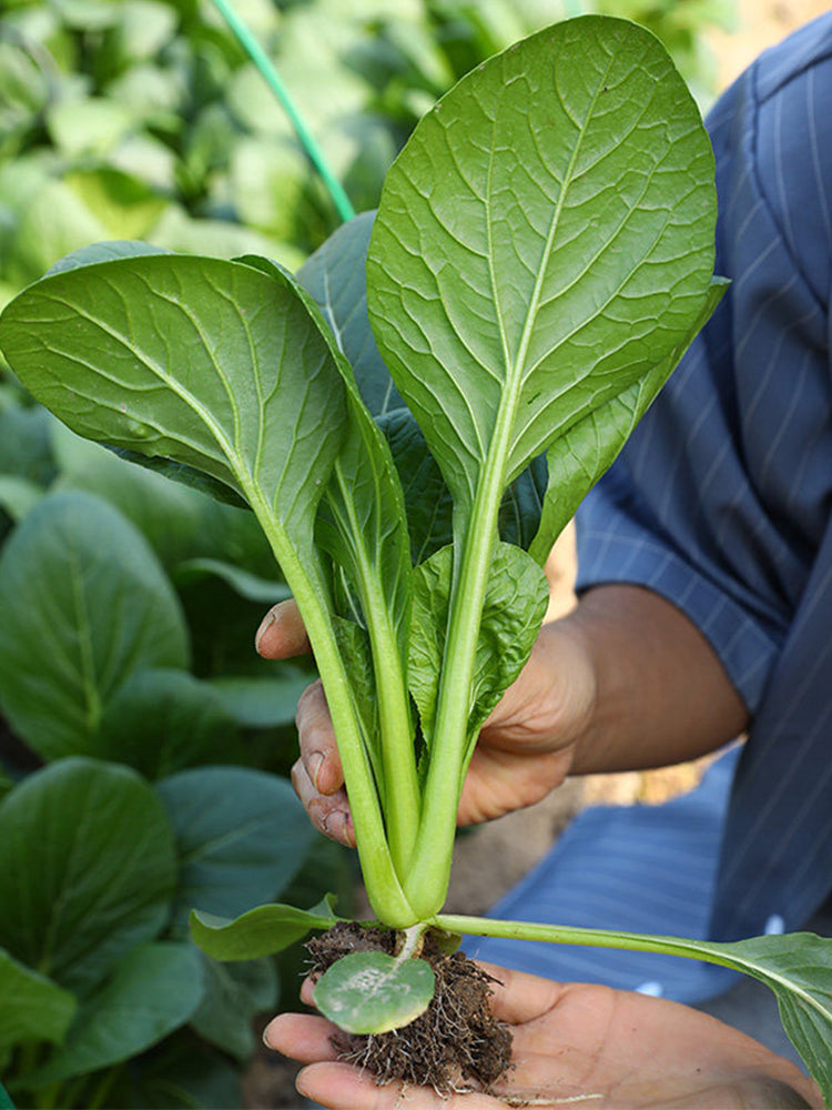 Little Shanghai F1 Bok Choy