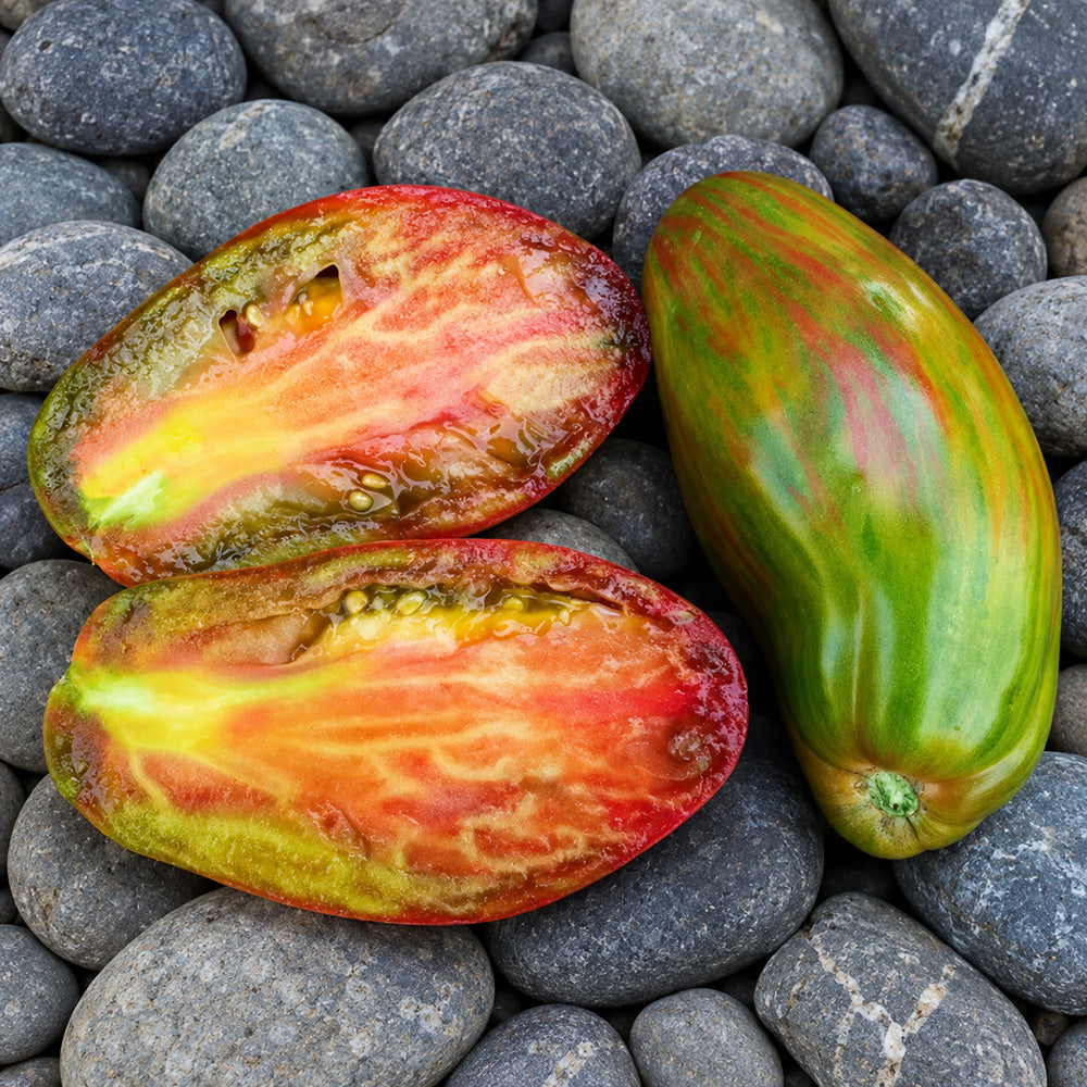 445 Green Tulip Tomato