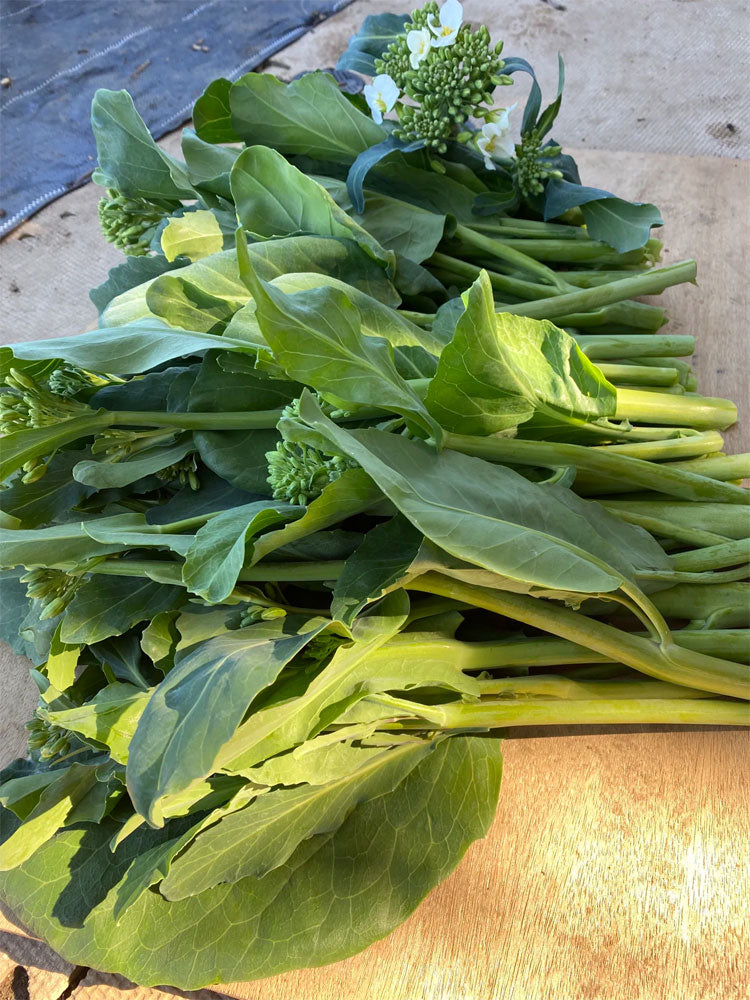 Wrinkle-leaf Mid-flowering Chinese Kale