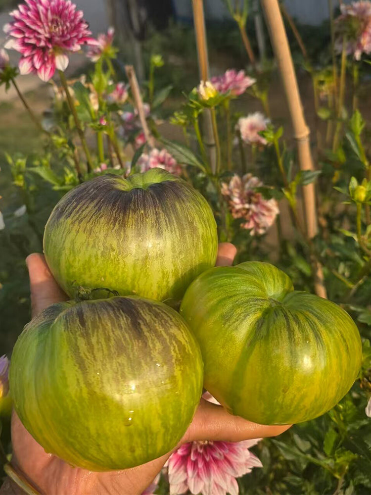 Kaleidoscope Tomato
