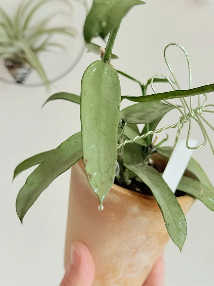 Hoya pandurata Silver Unrooted Stem Cuttings