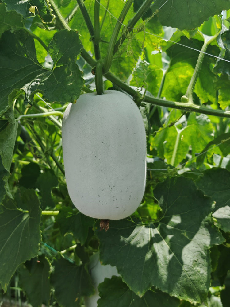 Baoqi Taro-Scented Winter Melon
