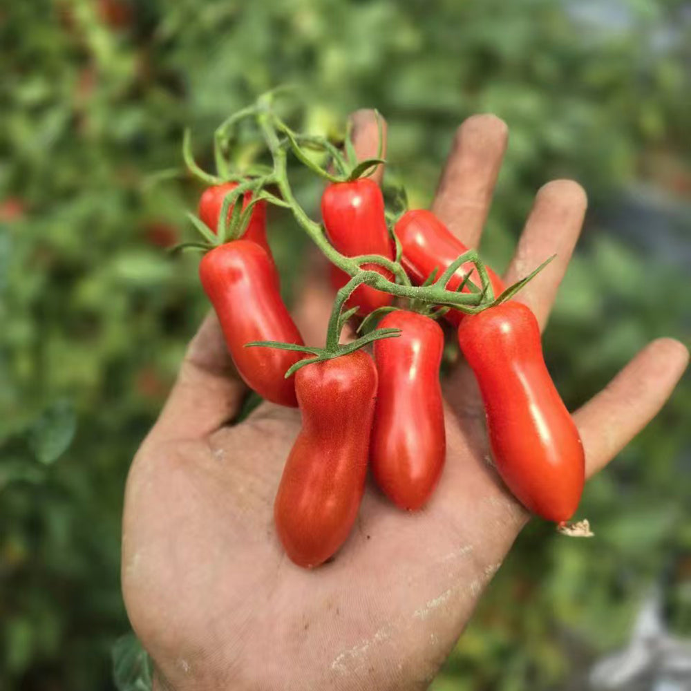 786 Magic Wand Tomato