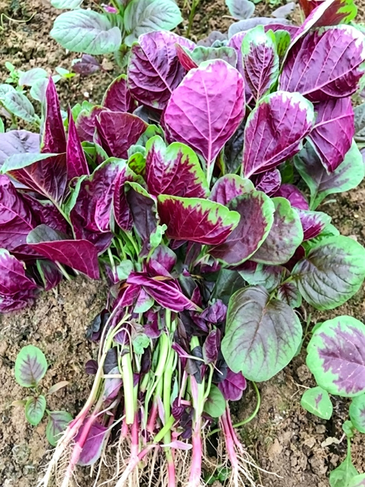 Large Round Leaf Red Amaranth