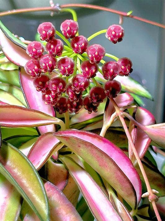 Hoya kentiana 'Variegata' Unrooted Stem Cuttings