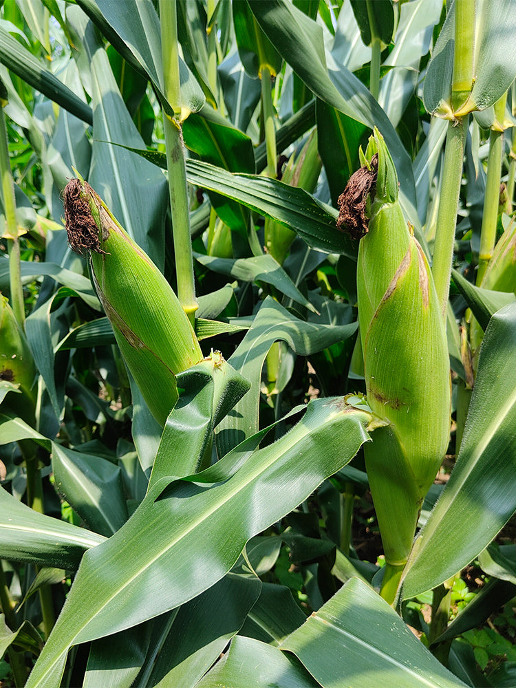 NK718 Corn Maize Hybrid