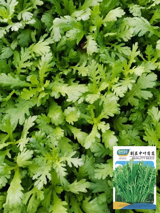 Medium-Leaf Garland Chrysanthemum