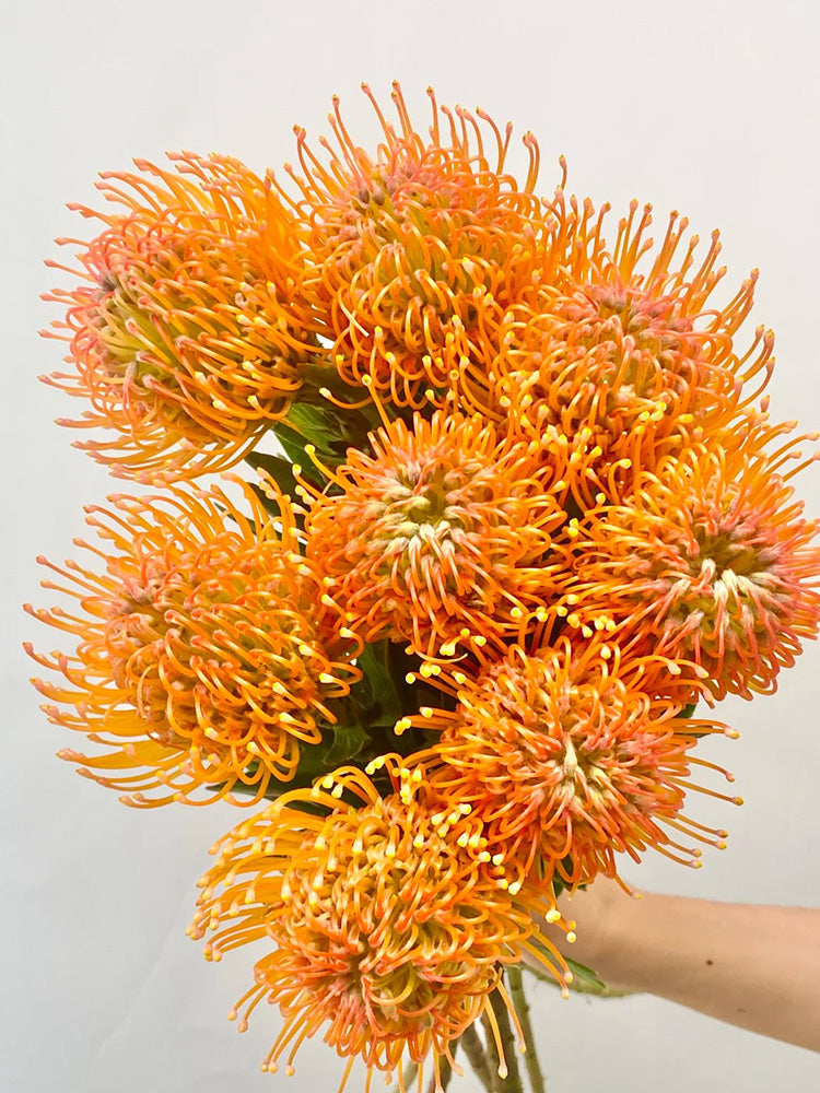 Orange Pincushion Protea