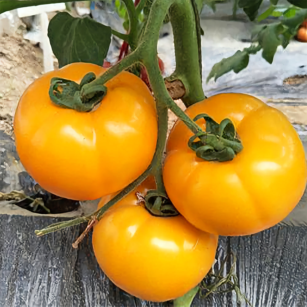 Harvest Gold: 5 Bags (200 Seeds / Bag) of 'Imperial Concubine' Yellow Tomatoes