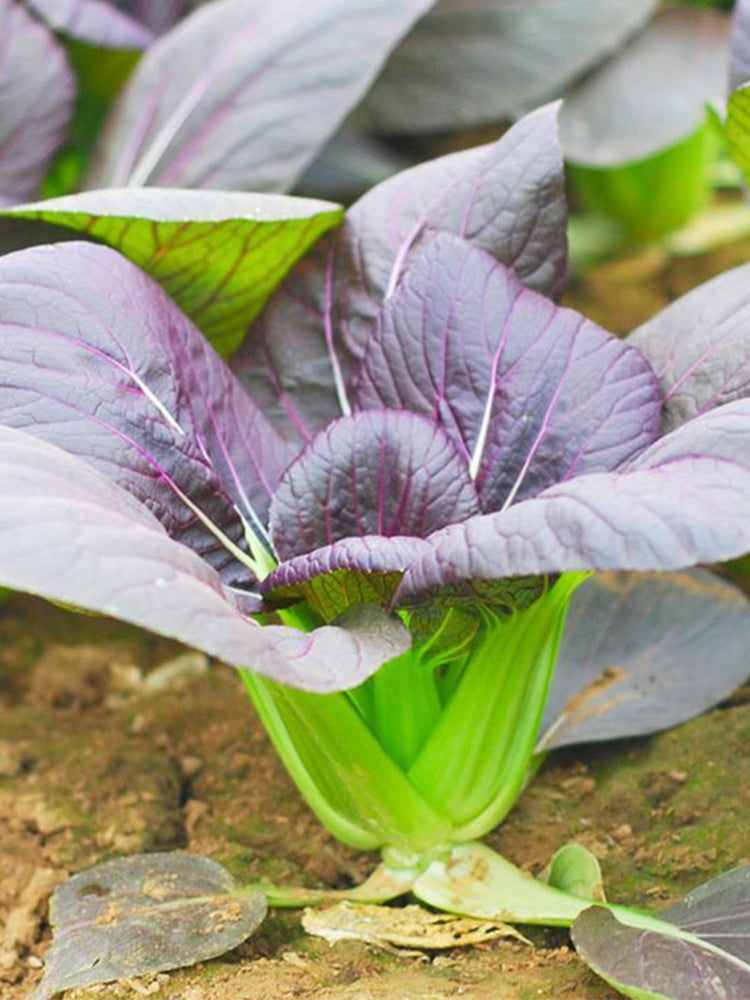 'Ziguifei' Purple Bok Choy
