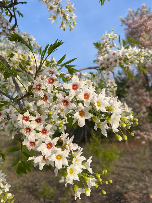 Xanthoceras sorbifolium Bunge