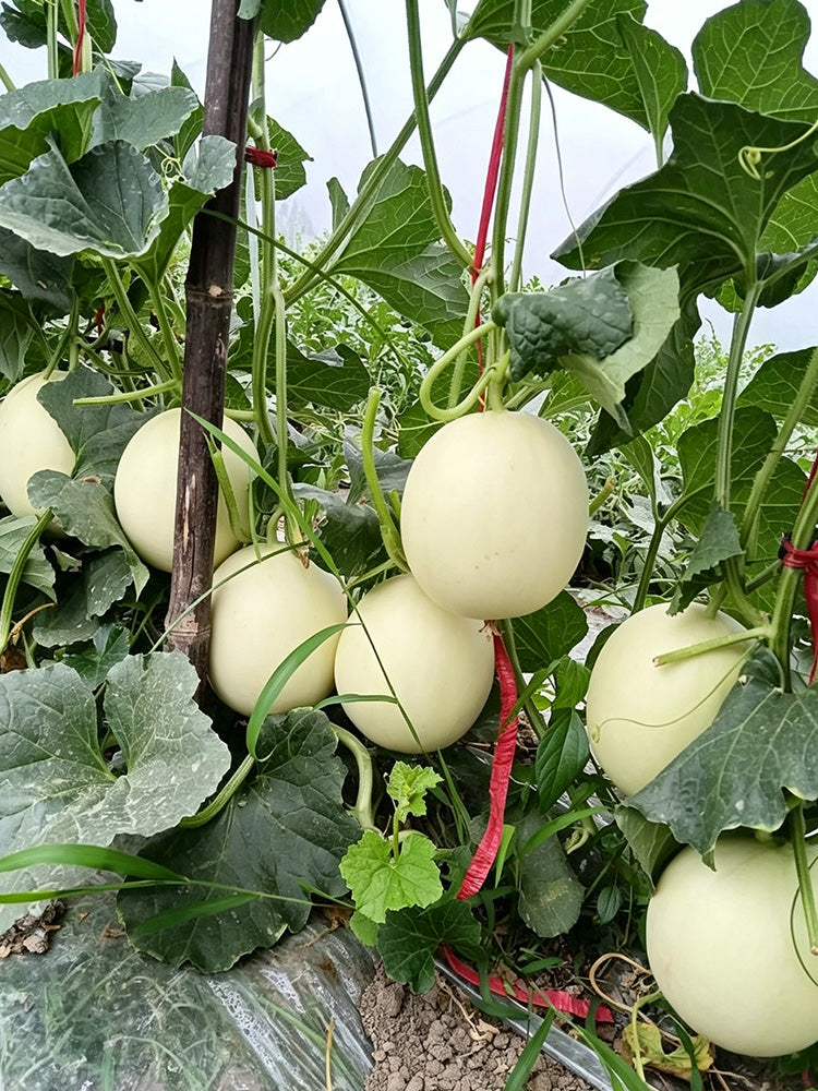 Caidu Jinyu No.12 F1 Melon