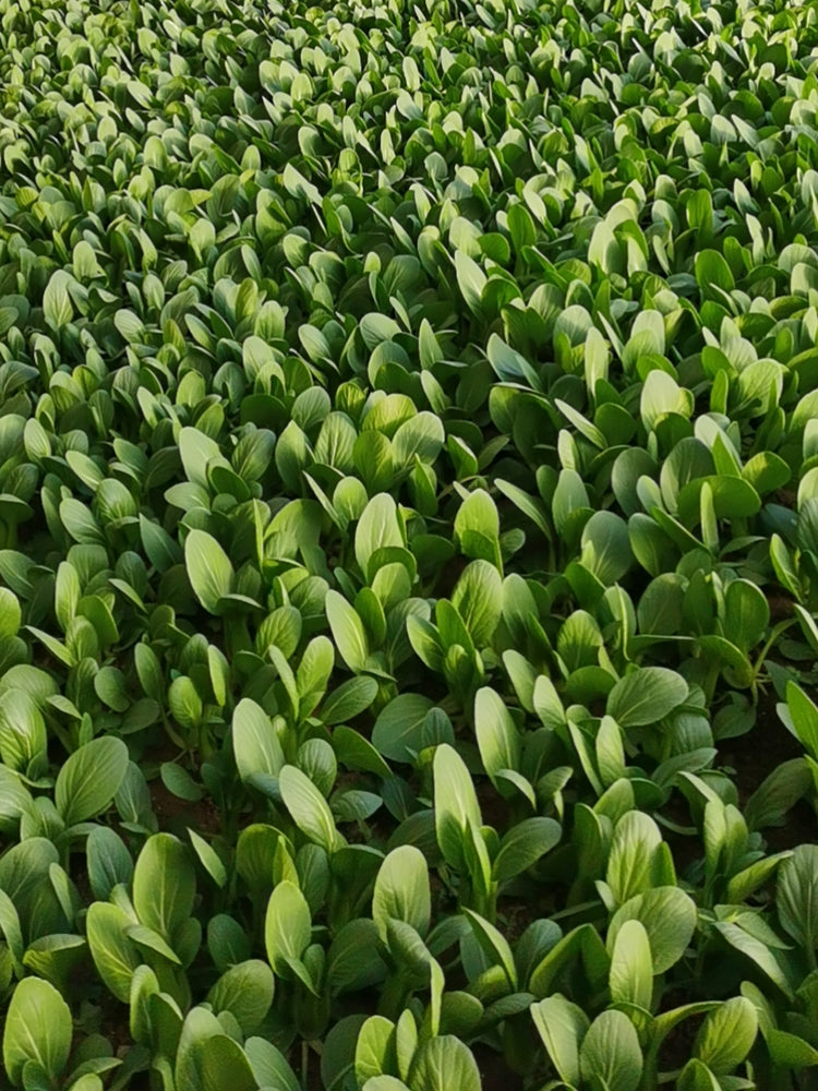 Jinmei 22 Green-stem Pak Choi