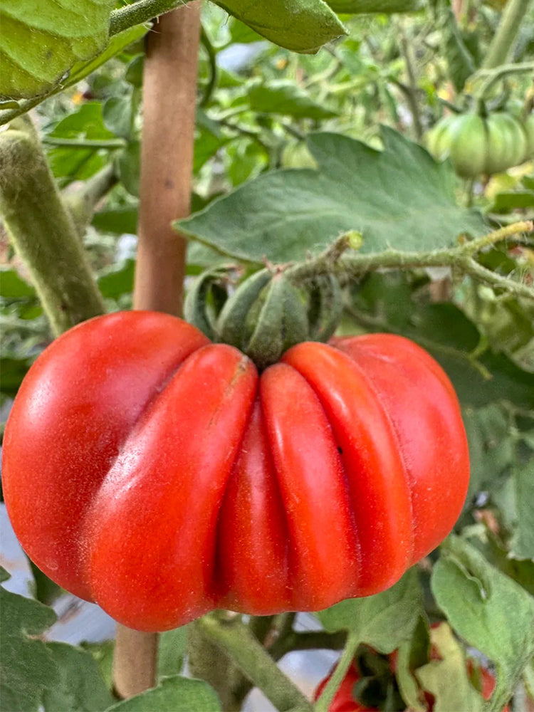 929 Sicilian Saucer Giant Tomato