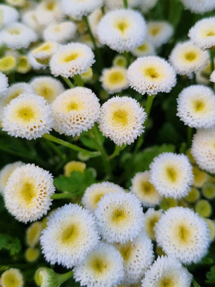 Feverfew 'Snowball'