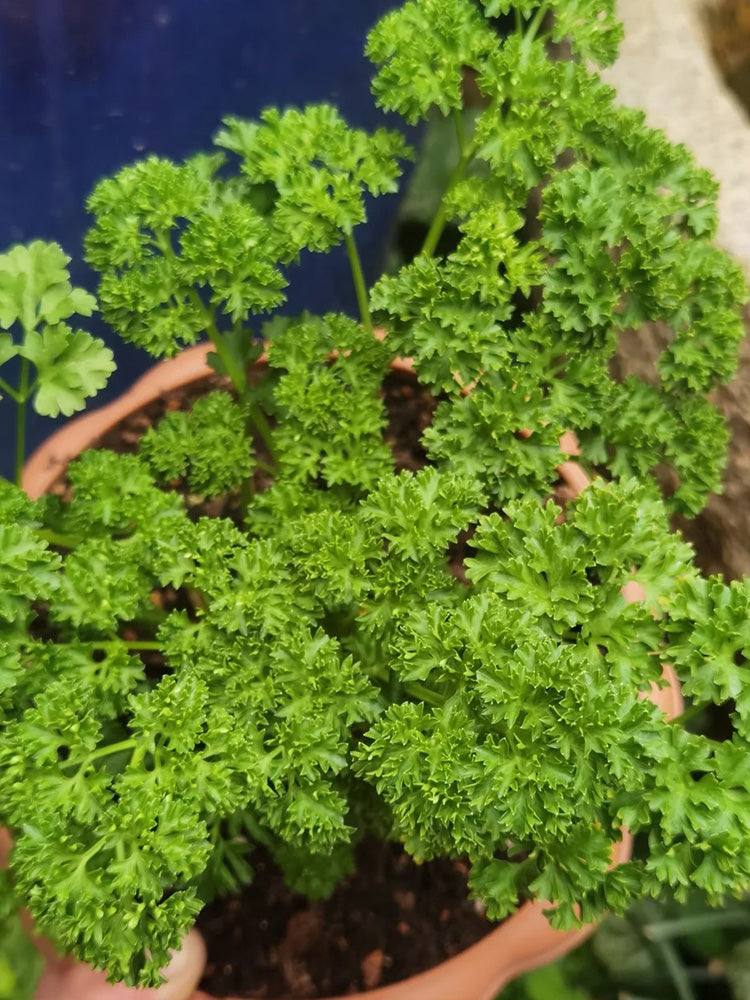 French Parsley