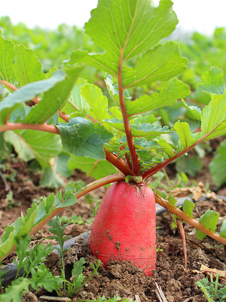 'Jinghong 30' Radish