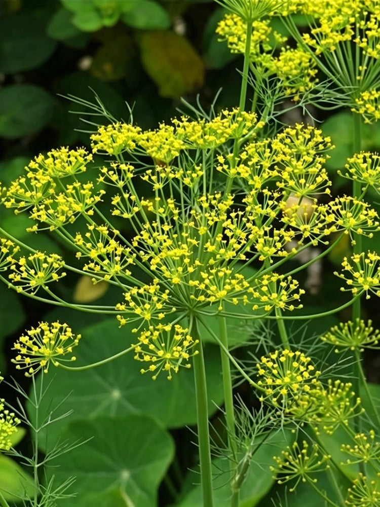 ANE02 Dill