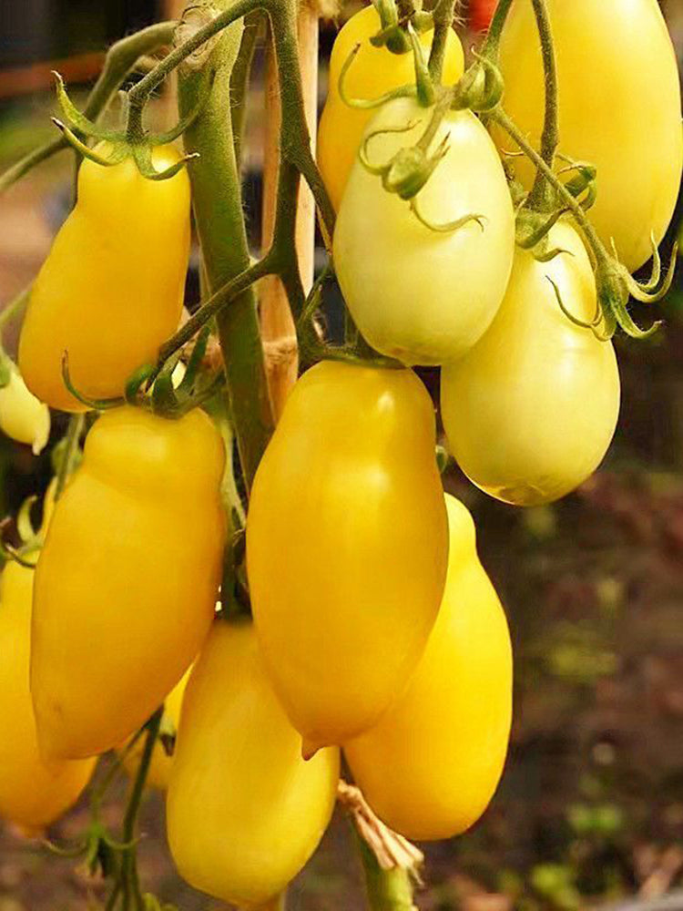 Yellow Banana Tomato