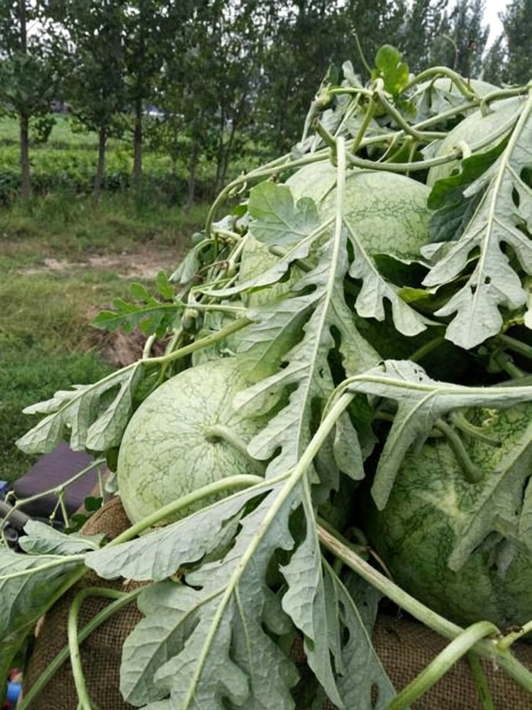 Green Phoenix F1 Giant Watermelon