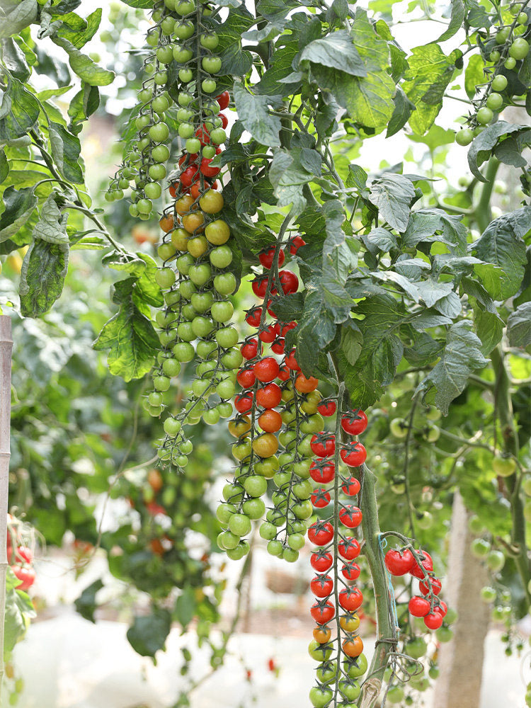 Pearl Falls Tomato