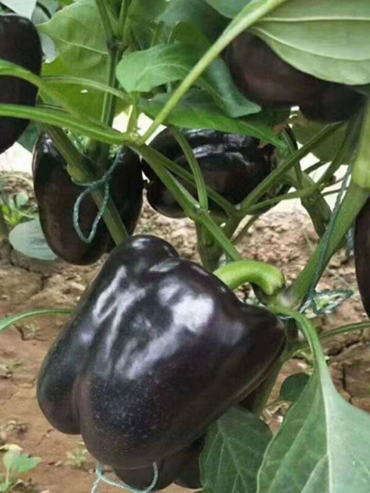 Black Fruit Sweet Pepper