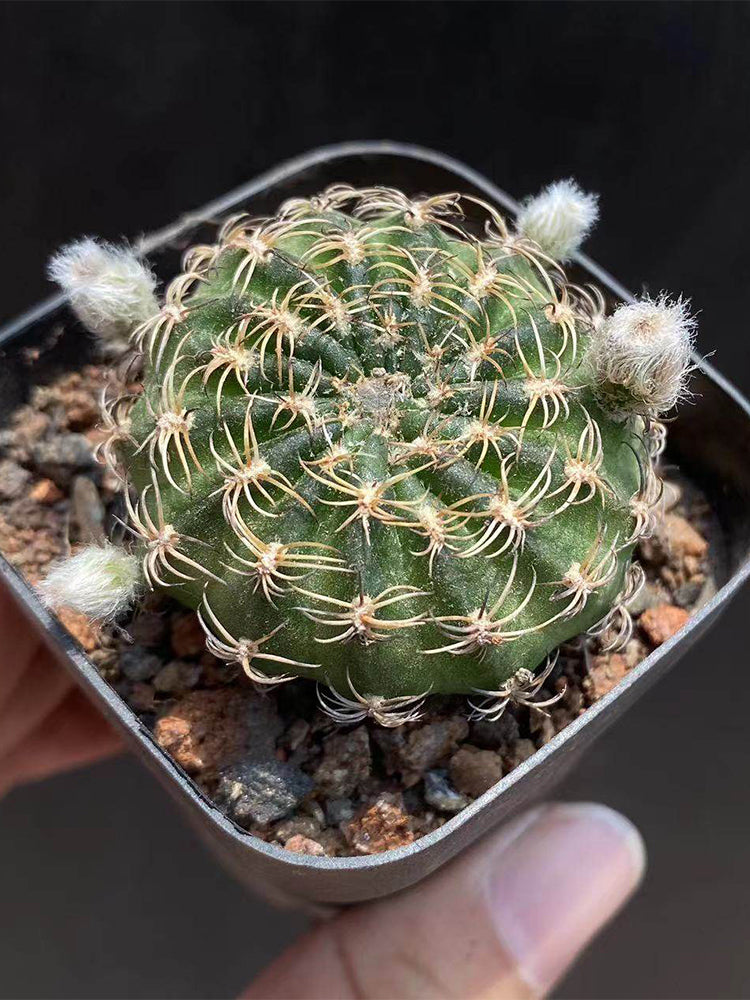 Lobivia famatimensis