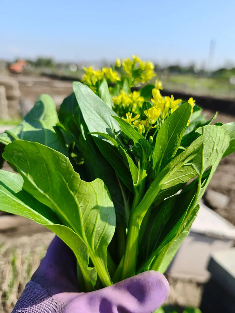 Guangdong Sijiu Choy Sum
