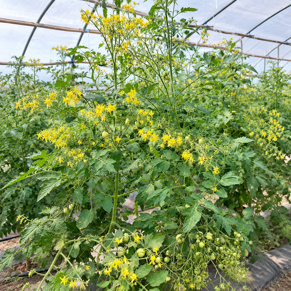115 Cherry Accordion Tomato