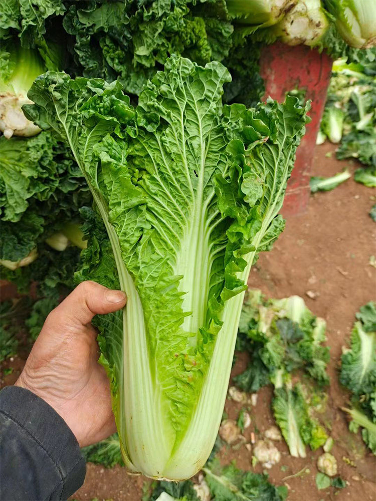 'Cuiqing 75' Qingmaye Chinese Cabbage