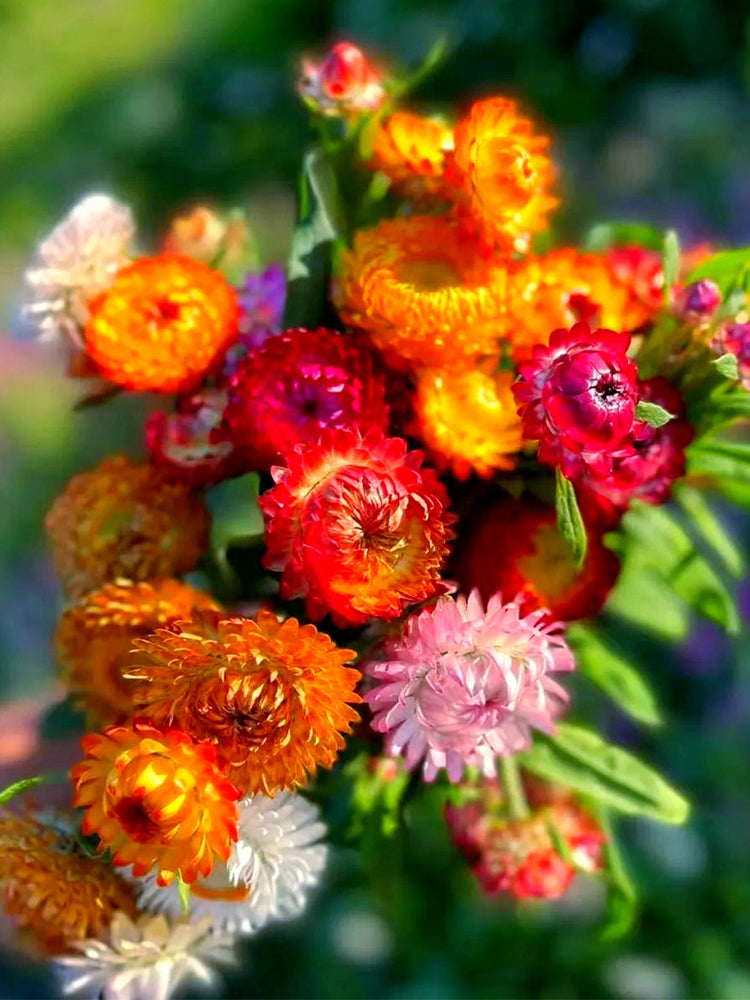 He Zhi Chun Strawflower