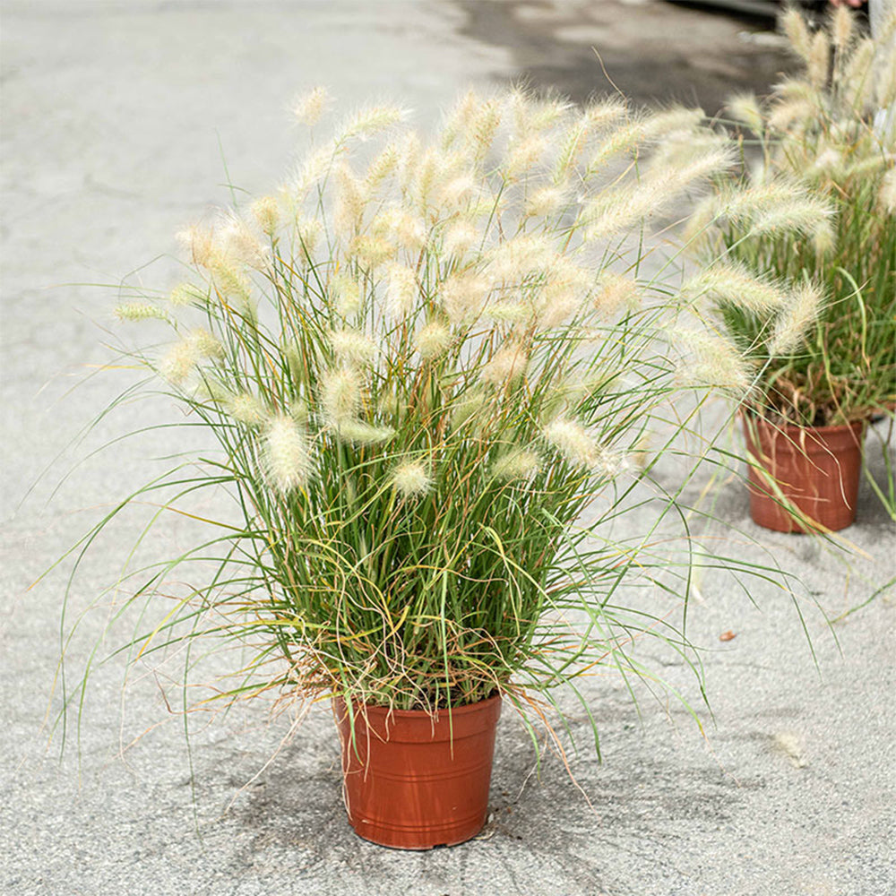 U2223 Long Feathery Fountain Grass