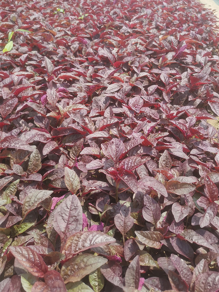 Red Amaranth
